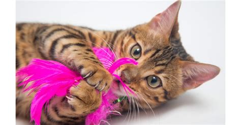 Bengal Cat Toys - Our Favorite And Most Interactive Choices