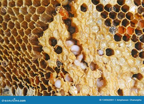 Larvae of bee in honeycomb stock image. Image of close - 134562001