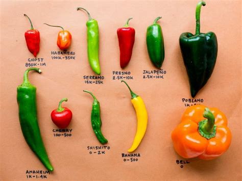 23 best ALL KINDS OF CHILIES.... images on Pinterest | Chilis, Chili and Cooking tips