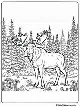Moose Coloring Pages  Free Printable PDFs sketch template