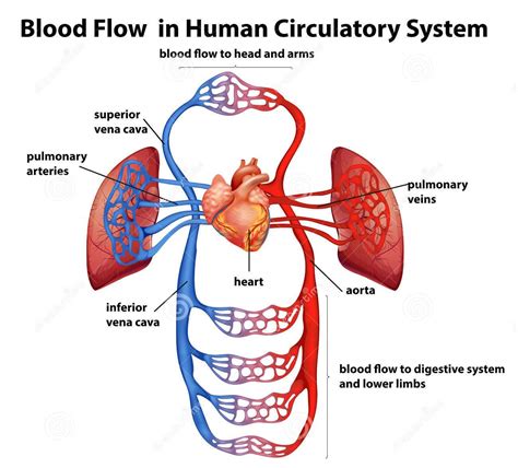 Definition of Coronary Heart Disease | 17