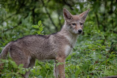 Coyote Pup Photograph by Teresa Wilson - Fine Art America