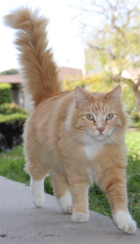 Lost Orange Fluffy tabby cat - Lost Cat Ventura County