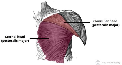 Muscles of the Pectoral Region - Major - Minor - TeachMeAnatomy