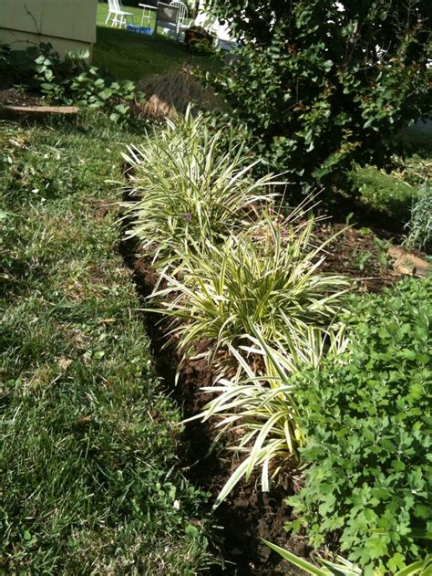 Variegated Liriope-Monkey Grass | Monkey grass, Edging plants ...