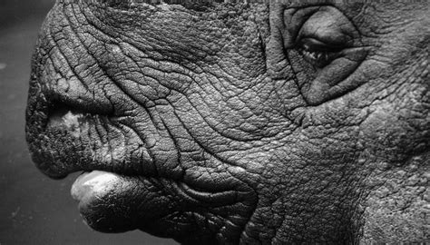 Symbiotic Relationships for Rhinos | Sciencing