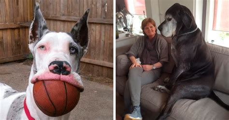 People Are Posting Hilarious Photos Of Their Great Danes, And It’s Crazy How Large They Are ...