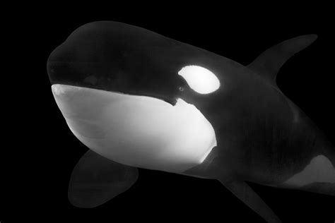 Orca (Killer Whale) – Orcinus orca | The World of Animals