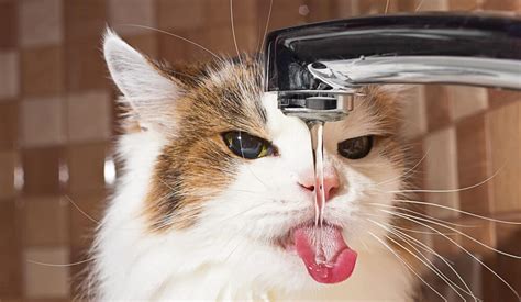 5 Reasons Why Your Cat is Thirsty All The Time - Petsoid