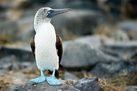 Galapagos Wildlife Pictures