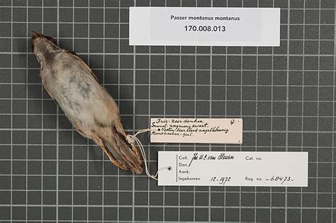 File:Naturalis Biodiversity Center - RMNH.AVES.68473 2 - Passer montanus montanus (Linnaeus ...