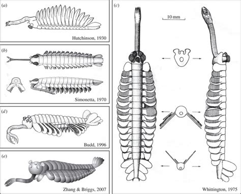 Opabinia - the strangest animal of the Cambrian