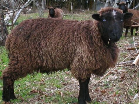 Arapawa Sheep is a breed of feral sheep found primarily on Arapawa Island in the Marlborough ...