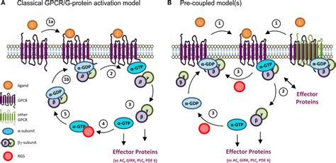 Frontiers | Gi/o-Protein Coupled Receptors in the Aging Brain