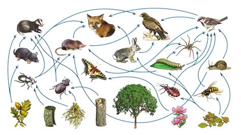 Red trófica: qué es, características, niveles, tipos y 4 ejemplos