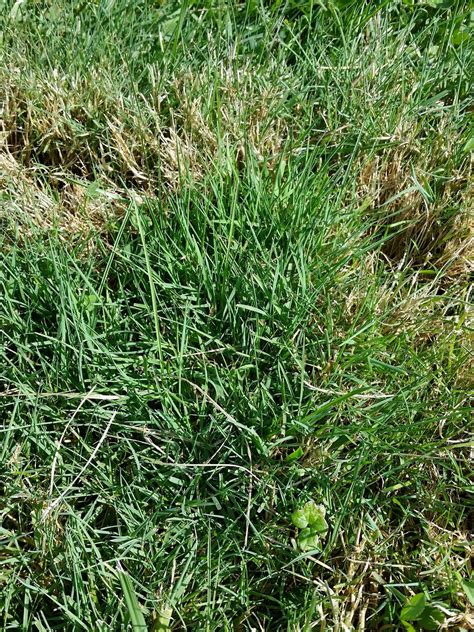 What Is Red Fescue Grass: Learn About Red Fescue Care In The Lawn | Gardening Know How