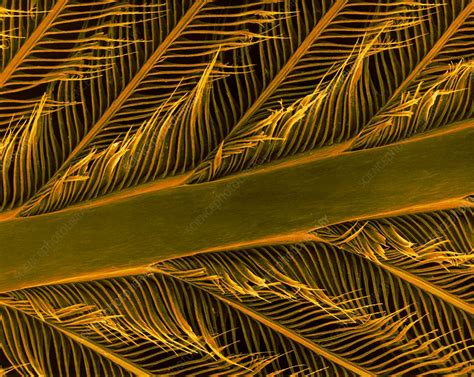 Parrot feather rachis, barbs and barbules, SEM - Stock Image - C032/4823 - Science Photo Library