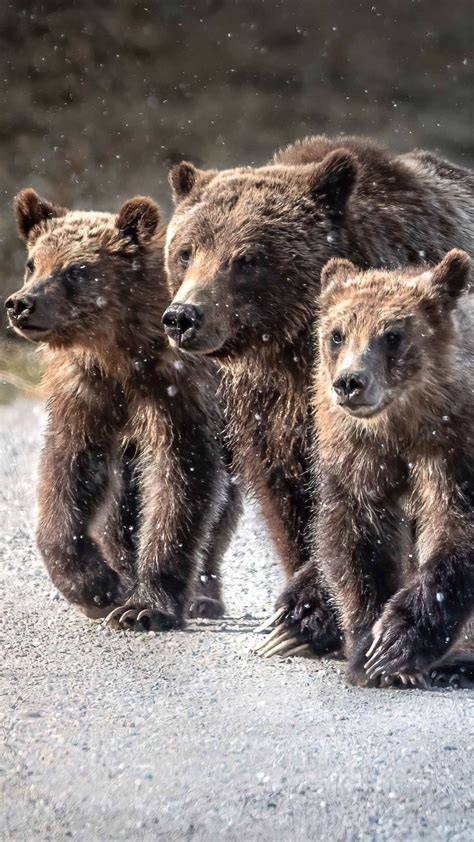 Explore the Beautiful Wildlife of Grand Teton National Park