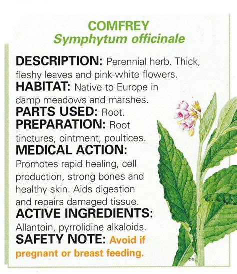 Comfrey | Herbal Book of Shadows 2 | Pinterest