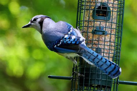 Blue Jay Bird Feeder - Free photo on Pixabay