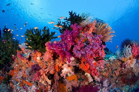 Raja Ampat Reefs Underwater Photo | Coral reef, Painting, Ocean underwater