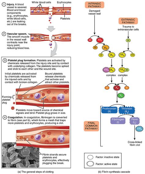 Difference Between Intrinsic and Extrinsic Pathways in Blood Clotting – Pediaa.Com