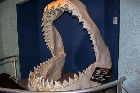 Megalodon's Bite Force: How Does it Compare to a Great White? - A-Z Animals