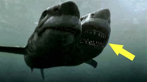 Shocking Discovery of This Two Headed Shark is Amazing And Now ...