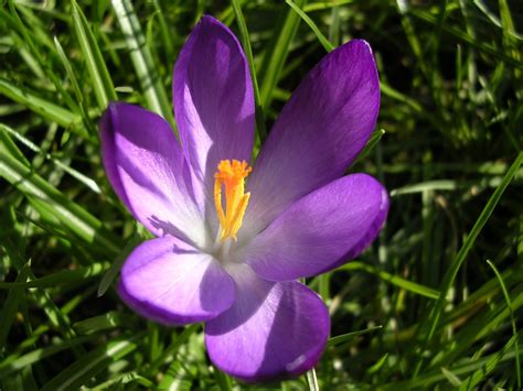 Close-up of purple crocus Free Photo Download | FreeImages