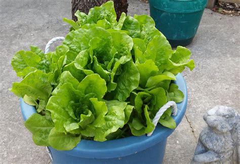 Lettuce | Container gardening, Vegetable garden, Lettuce