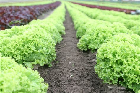 Free Images : field, food, green, fresh, soil, lettuce, vegetables ...