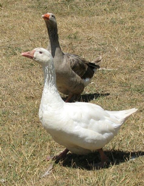 Pilgrim geese, these birds are important part of our farm they're ...