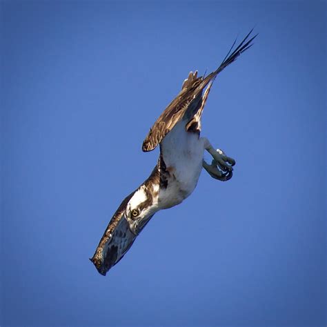 An Osprey fishing, as photographed by Gaily Jackson. – Mendonoma Sightings