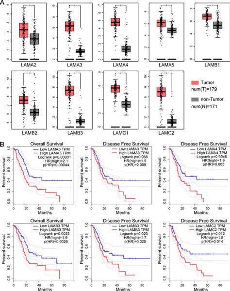 Expression and survival analysis of the laminin gene family in TCGA... | Download Scientific Diagram