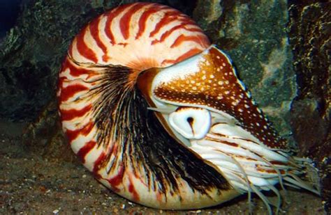 Nautilus - Description, Habitat, Image, Diet, and Interesting Facts