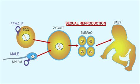 Advanced Biology Blog: The 7 Criteria for Life