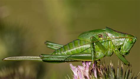 Orthoptera | Flickr