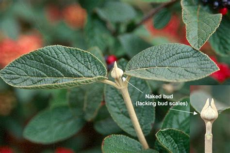 Viburnum lantana | Landscape Plants | Oregon State University