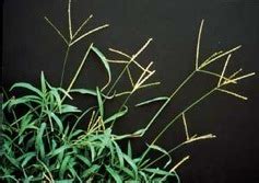 Crabgrass Was King - Eat The Weeds and other things, too