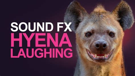 Elizabeth-Hyena sounds | Hyena sounds, Hyena, Laugh