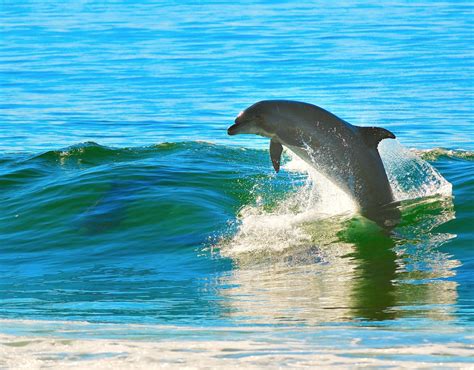 5 Different Ways to See Dolphins in Orange Beach - TripShock!