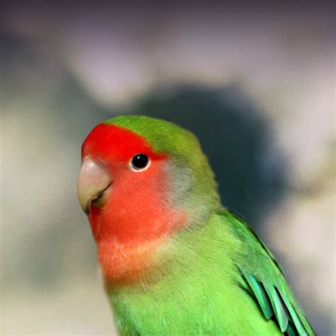 Peach-Faced Lovebird Personality, Food & Care – Pet Birds by Lafeber Co.