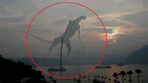 5 Mysterious Creatures Caught on Camera | Creatures, Old things, Weird creatures