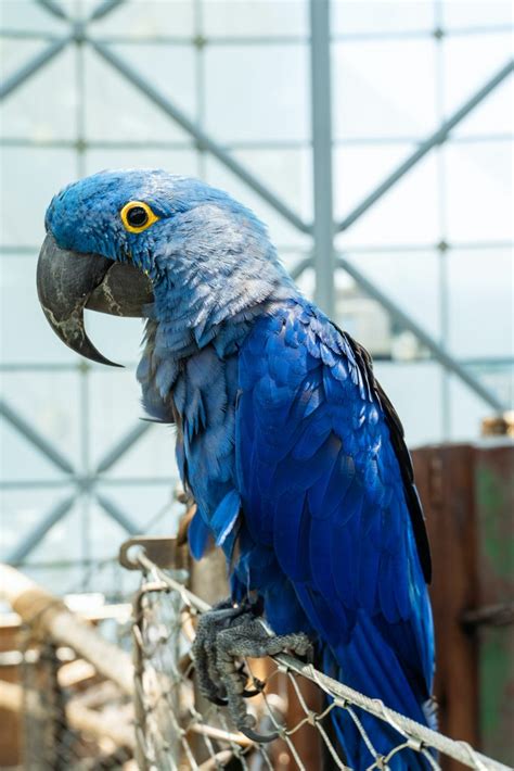 LEAR’S MACAW – myPARROTCARE