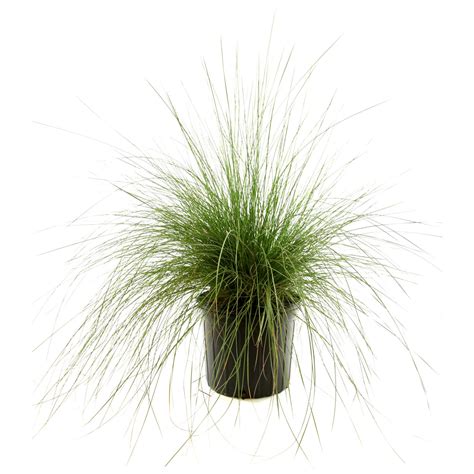 White Muhly Grass 1pc U.S.D.A. Hardiness Zones 6-10 National Plant Network 2.5qt | Ornamental ...