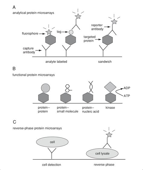 1.1 Three categories of protein microarrays. (A) Analytical protein... | Download Scientific Diagram