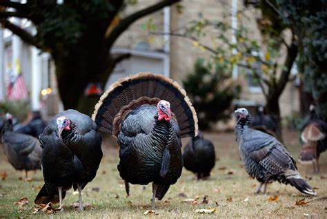 The Weirdest Incidents Involving Wild Turkeys This Week | WIRED