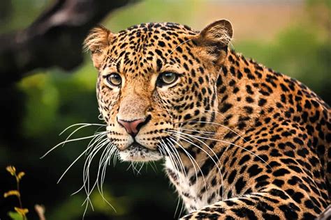 Javan Leopard - A-Z Animals