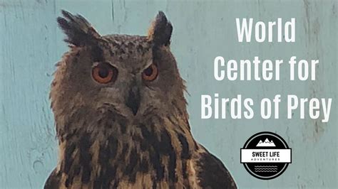 World Center For Birds Of Prey In Boise Idaho | Eagles, Falcons, Hawks ...