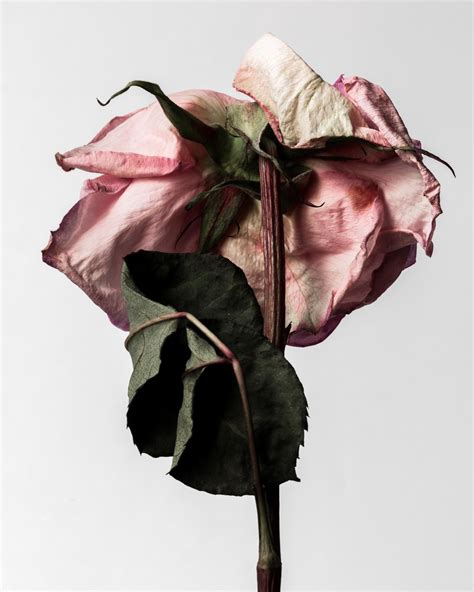 Decaying Rose, photographed by Mario Kroes. | Decay art, Floral photography, Growth and decay